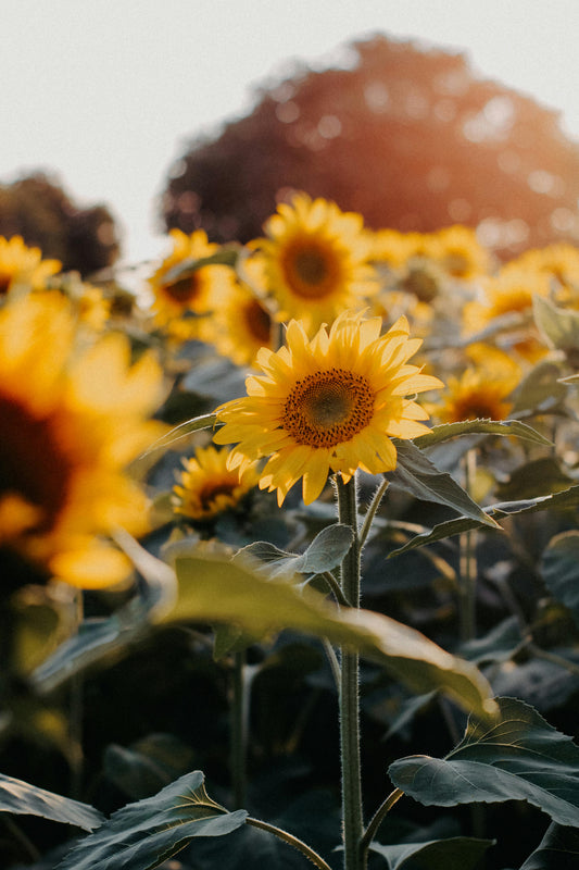 image by @Nati on pexels.com